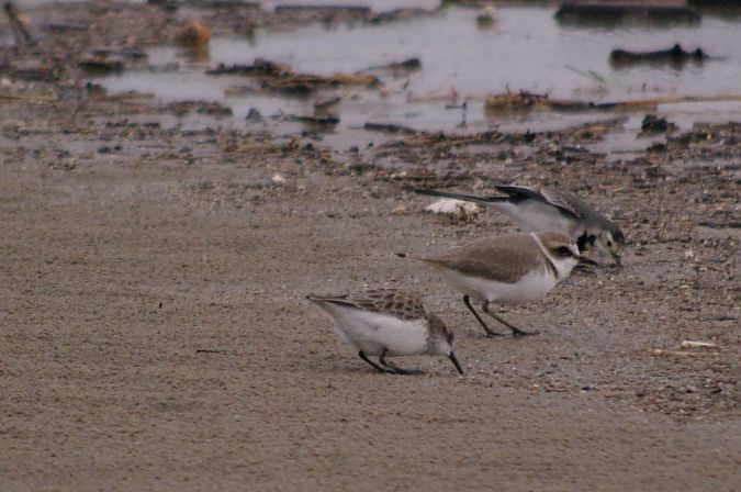 Corriol camanegre  - Andrew Clarke