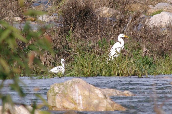 Agró blanc  - Andrew Clarke