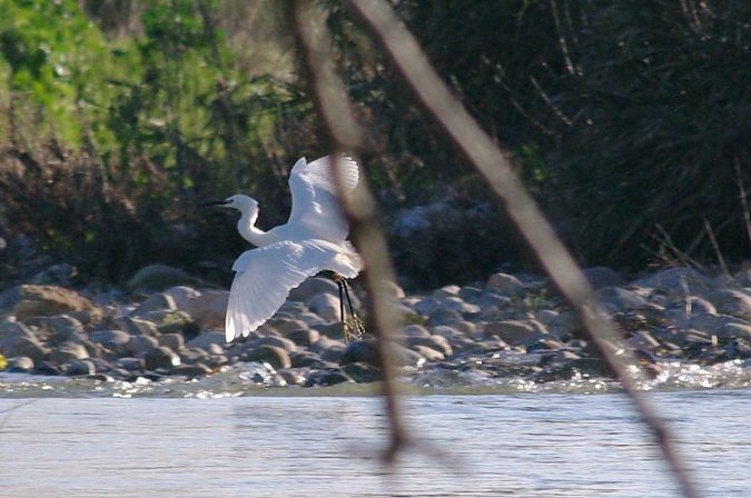 Martinet blanc  - Andrew Clarke