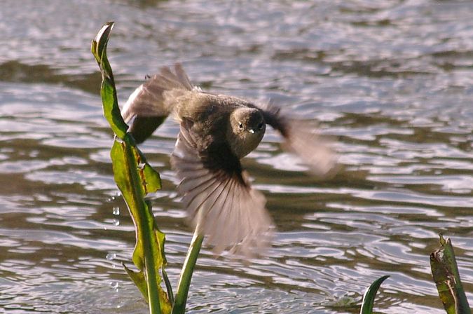 Mosquiter comú  - Andrew Clarke