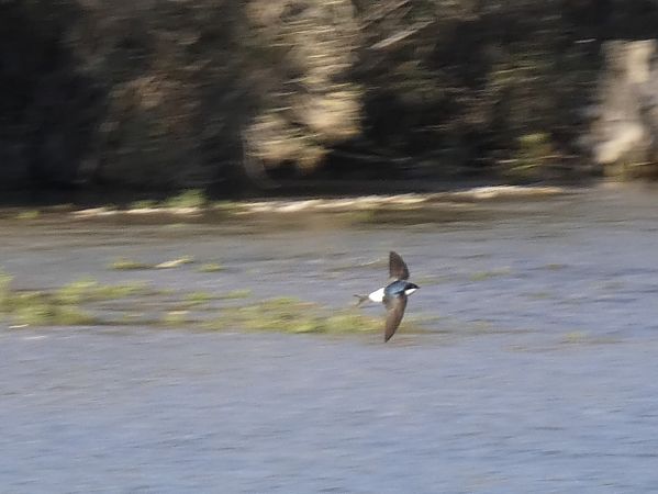 Oreneta cuablanca  - Andrew Clarke