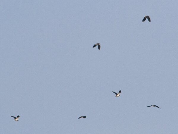 Fredeluga  - Manuel Pineda M.