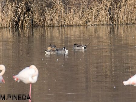 Ànec cuallarg  - Manuel Pineda M.