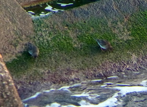 Territ fosc  - Oscar Gordo