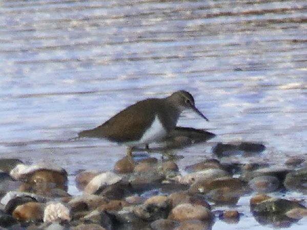 Xivitona  - Josep M. Palau Garrabou