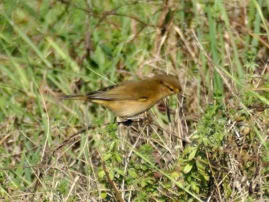 Mosquiter comú  - Josep M. Palau Garrabou