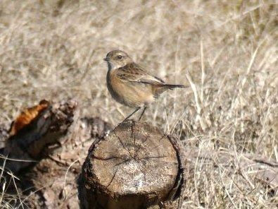 Tarier pâtre  - Josep M. Palau Garrabou