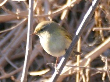 Mosquiter comú  - Josep M. Palau Garrabou