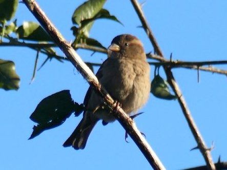 Pardal comú  - Josep M. Palau Garrabou