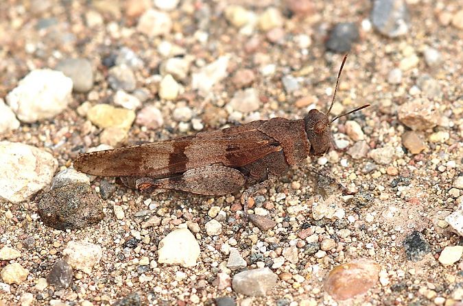 Edipoda d'ales blaves  - Josep Ignasi Tejedor Boned