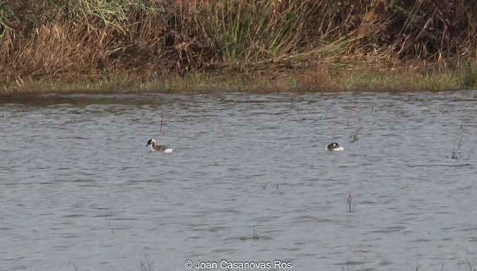 Cabussó gris  - Joan Casanovas Ros