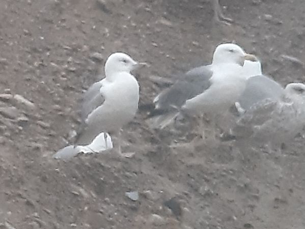 Gavià caspi  - Guillem Saguer Parés