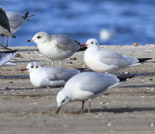 Gavina cendrosa  - Camilo Albert Fernández