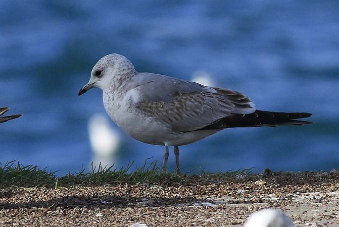 Gavina cendrosa  - Camilo Albert Fernández