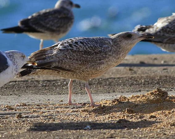 Gavià argentat de potes roses  - Camilo Albert Fernández