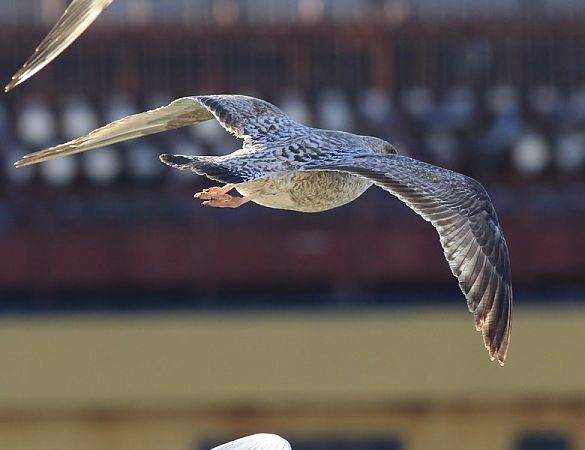 Gavià argentat de potes roses  - Camilo Albert Fernández