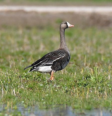 Oca riallera grossa  - Ferran Riba Pijuan
