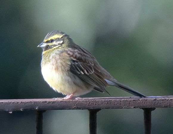 Gratapalles  - Lluís Casilari