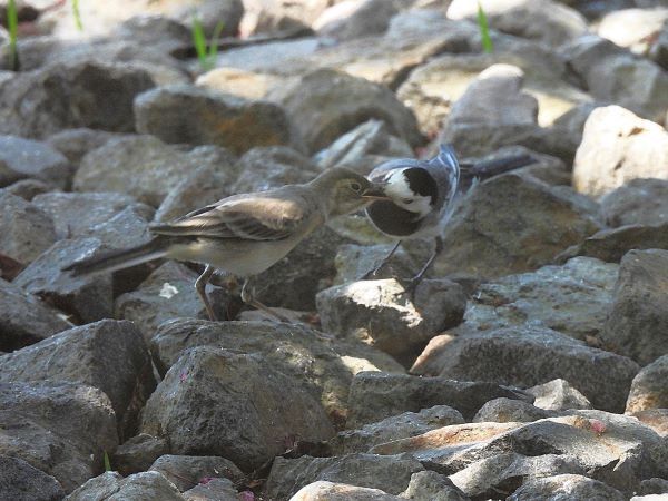 Cuereta blanca vulgar  - Ignacio López González