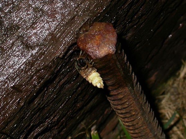 Lampyris sp.  - Ignacio López González