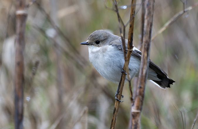 Mastegatatxes  - Miquel Angel Paya Rodriguez