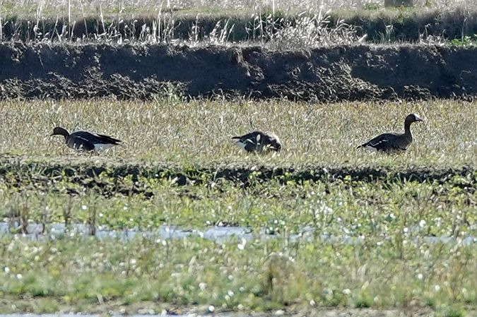 Oca riallera grossa  - Raül Miralta Gamisans