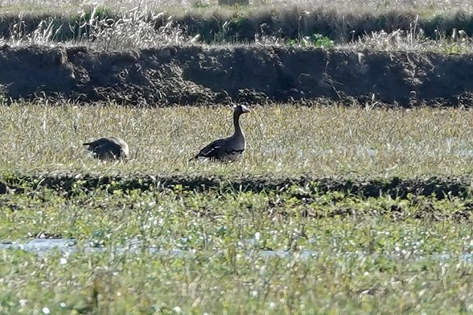 Oca riallera grossa  - Raül Miralta Gamisans