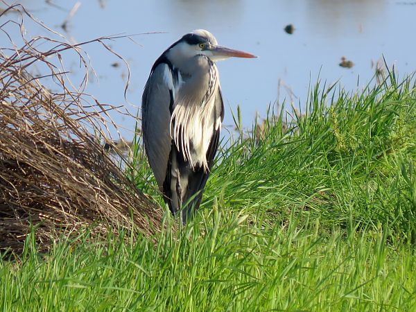 Bernat pescaire  - Raül Miralta Gamisans