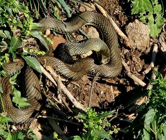 Serp verda  - Josep Maria Solé Molins