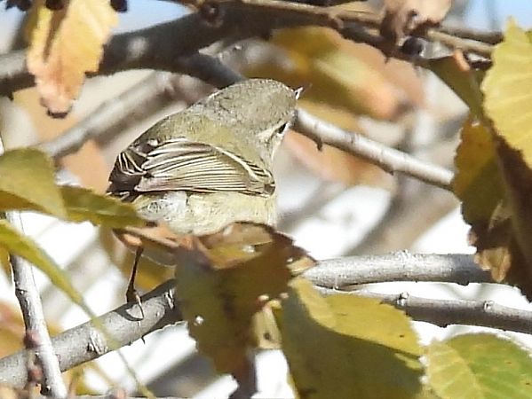 Mosquiter de Hume  - Paco Torres