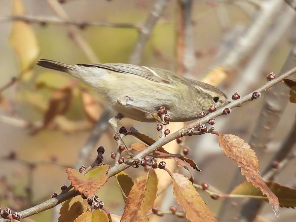 Mosquiter de Hume  - Paco Torres