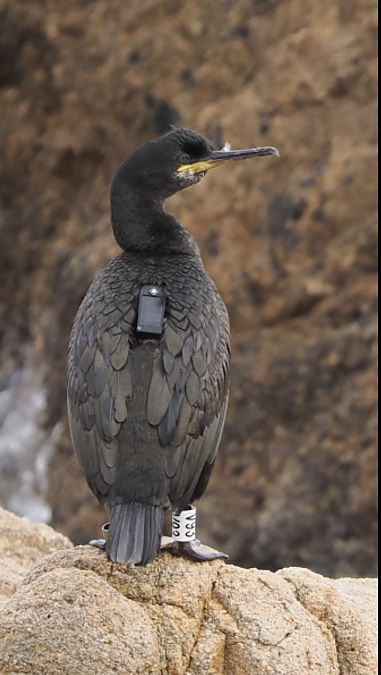 Corb marí emplomallat  - Rosa Matesanz