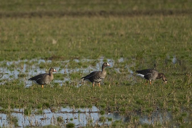 Oca riallera grossa  - Joan Gil Vergés