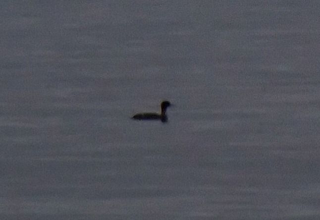 Bec de serra gros  - Enric Badosa