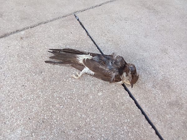 Oreneta cuablanca  - Aniol Negre Albertí