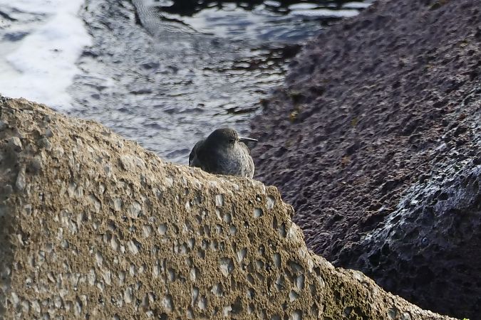 Correlimos Oscuro  - Roser Garcia Peñalvert