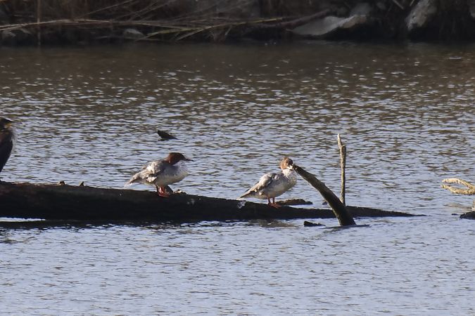 Bec de serra gros  - Roser Garcia Peñalvert