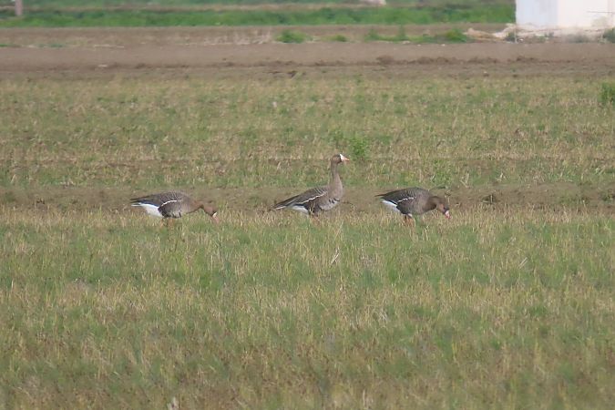 Oca riallera grossa  - Roser Garcia Peñalvert