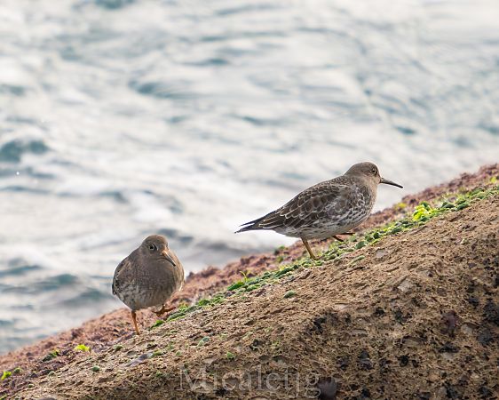 Territ fosc  - Miguel Jodas Gomis