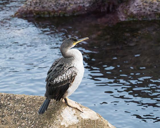 Corb marí emplomallat  - Miguel Jodas Gomis