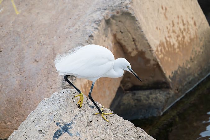 Martinet blanc  - Miguel Jodas Gomis