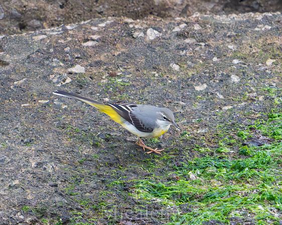 Cuereta torrentera  - Miguel Jodas Gomis