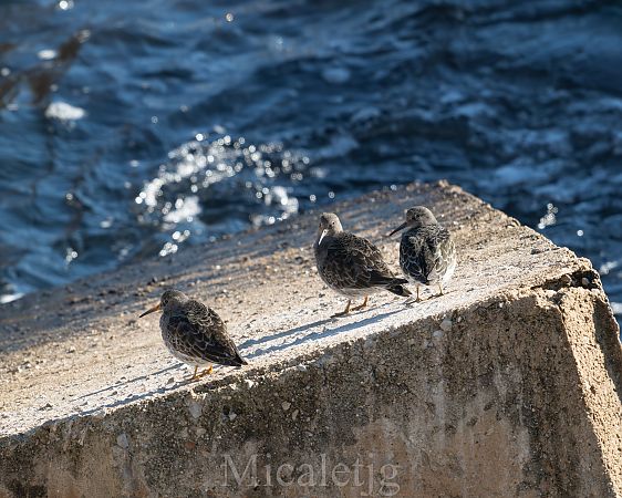 Territ fosc  - Miguel Jodas Gomis