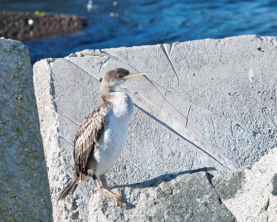 Corb marí emplomallat  - Miguel Jodas Gomis