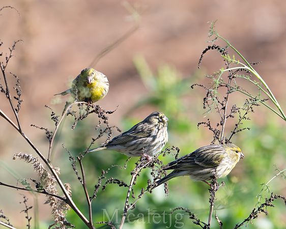 Gafarró  - Miguel Jodas Gomis