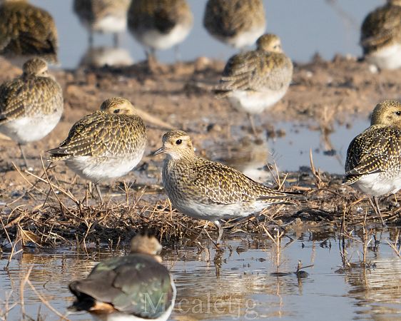 Daurada grossa  - Miguel Jodas Gomis