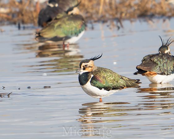Fredeluga  - Miguel Jodas Gomis