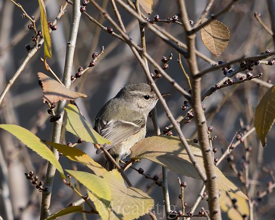 Mosquiter de Hume  - Miguel Jodas Gomis