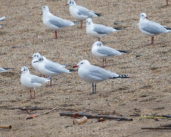 Gavina corsa  - Miguel Jodas Gomis