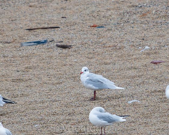Gavina capnegra  - Miguel Jodas Gomis